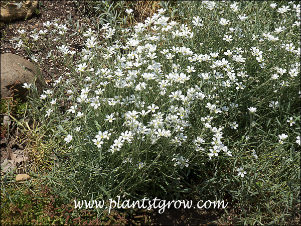 Boreal Chickweed ( Cerastium biebersteinii)